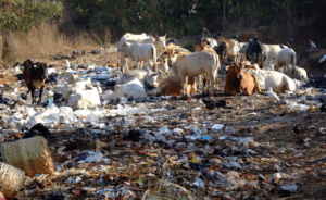 A cluster of cows amidst solid waste in the community