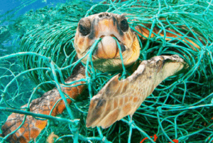 a sea turtle ate and caught the plastic nets, which is impact of plastic pollution 