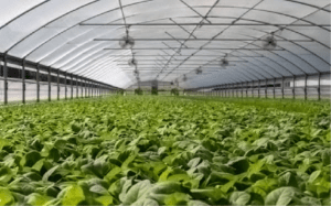 Vegetable farms are being cultivated with proper roofs.