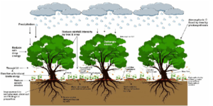scientific explanation of land rehabilitation 