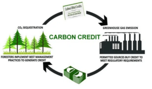 company invests in plantation to reduce emission and gets credits