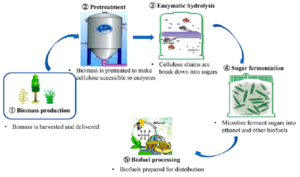 Process of biomass to biofuel using enzymatic hydrolysis 