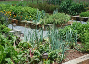 A vibrant vegetable garden, raised beds, and a variety of flourishing plants under blue skies