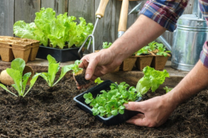 A man is engaged in planting lettuce in a garden to cultivate fresh produce.