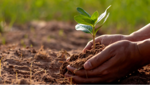 A person gently holds a small plant, surrounded by rich, dark soil.