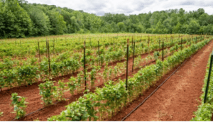 A row of healthy green plants growing in a field, symbolizing efforts in water conservation amidst water scarcity.