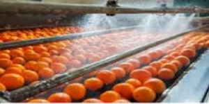 A automated large machine sprays oranges onto a conveyor belt.