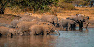 A floc of elephants is drinking water at a pond in a forest